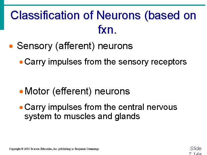 Classification of Neurons (based on fxn. · Sensory (afferent) neurons · Carry impulses from