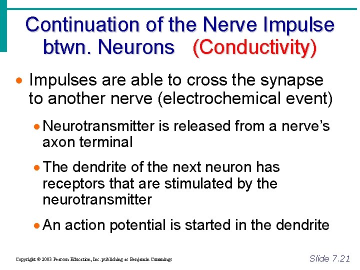 Continuation of the Nerve Impulse btwn. Neurons (Conductivity) · Impulses are able to cross