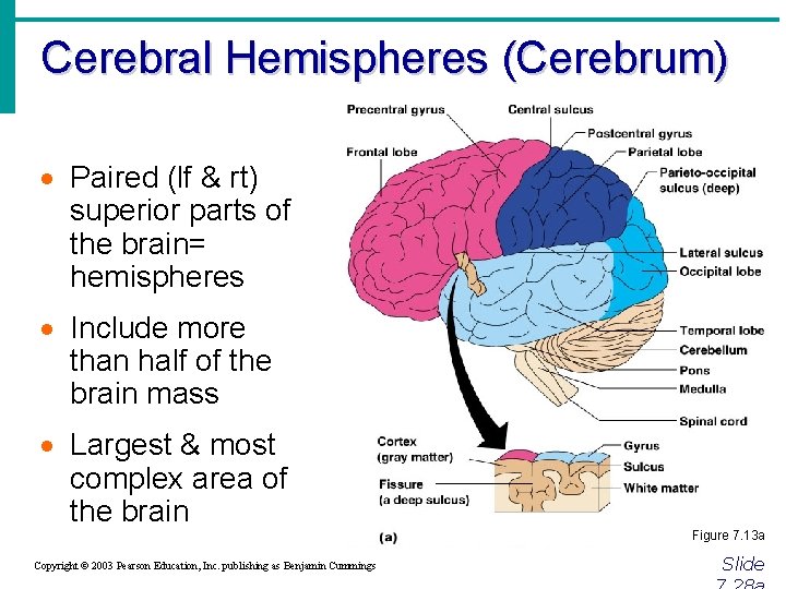 Cerebral Hemispheres (Cerebrum) · Paired (lf & rt) superior parts of the brain= hemispheres
