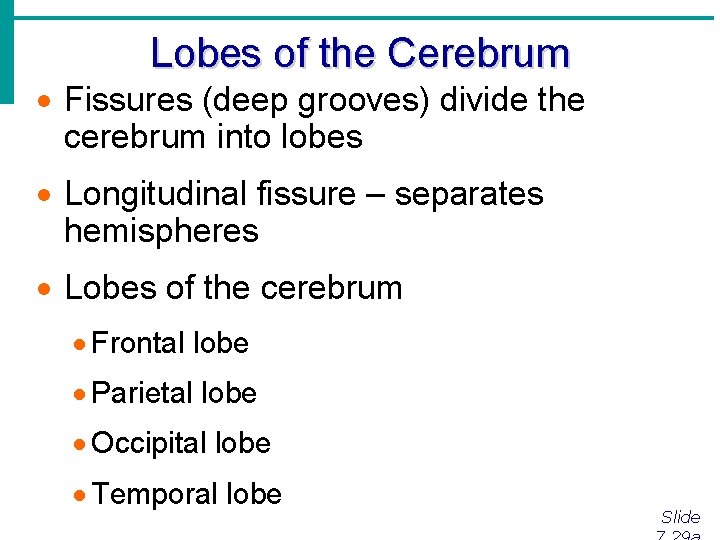 Lobes of the Cerebrum · Fissures (deep grooves) divide the cerebrum into lobes ·