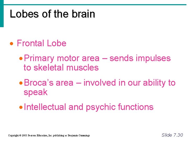 Lobes of the brain · Frontal Lobe · Primary motor area – sends impulses