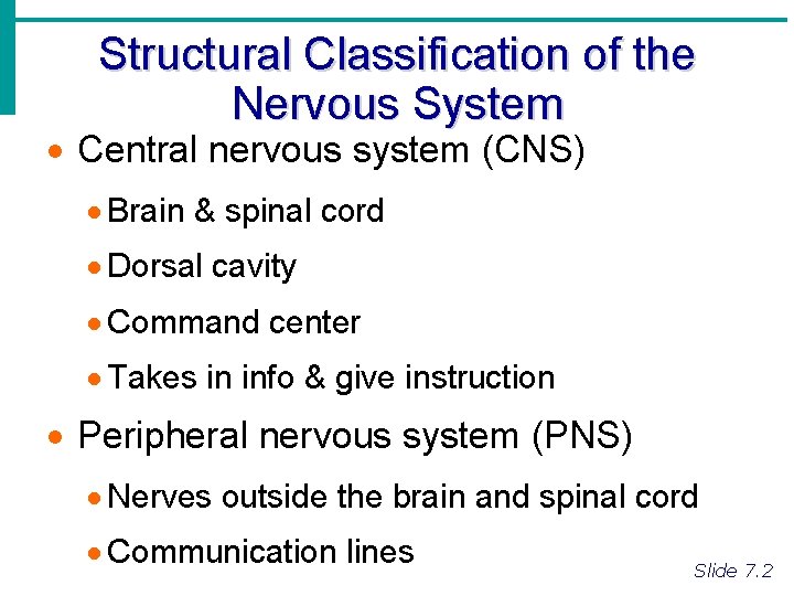 Structural Classification of the Nervous System · Central nervous system (CNS) · Brain &