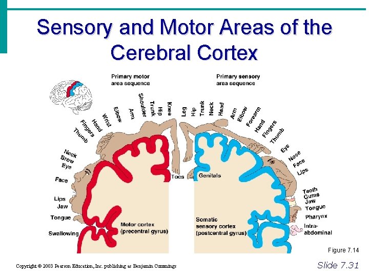 Sensory and Motor Areas of the Cerebral Cortex Figure 7. 14 Copyright © 2003