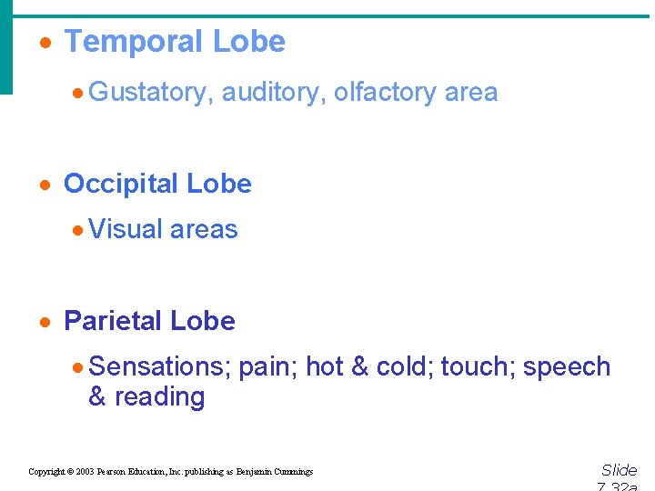 · Temporal Lobe · Gustatory, auditory, olfactory area · Occipital Lobe · Visual areas