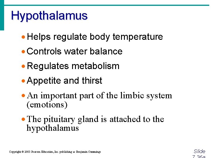 Hypothalamus · Helps regulate body temperature · Controls water balance · Regulates metabolism ·