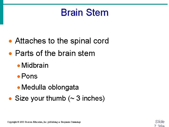 Brain Stem · Attaches to the spinal cord · Parts of the brain stem
