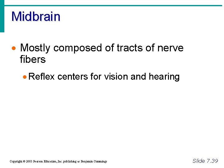 Midbrain · Mostly composed of tracts of nerve fibers · Reflex centers for vision