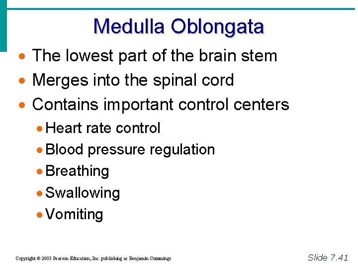 Medulla Oblongata · The lowest part of the brain stem · Merges into the