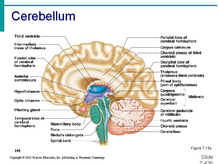 Cerebellum Figure 7. 15 a Copyright © 2003 Pearson Education, Inc. publishing as Benjamin