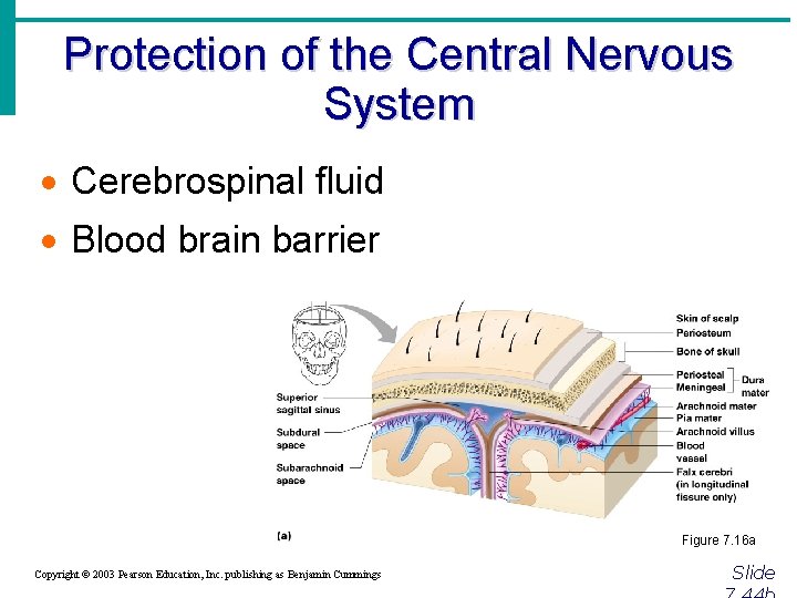 Protection of the Central Nervous System · Cerebrospinal fluid · Blood brain barrier Figure