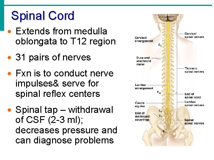 Spinal Cord · Extends from medulla oblongata to T 12 region · 31 pairs