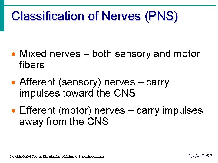 Classification of Nerves (PNS) · Mixed nerves – both sensory and motor fibers ·