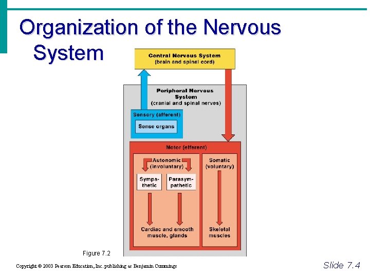 Organization of the Nervous System Figure 7. 2 Copyright © 2003 Pearson Education, Inc.