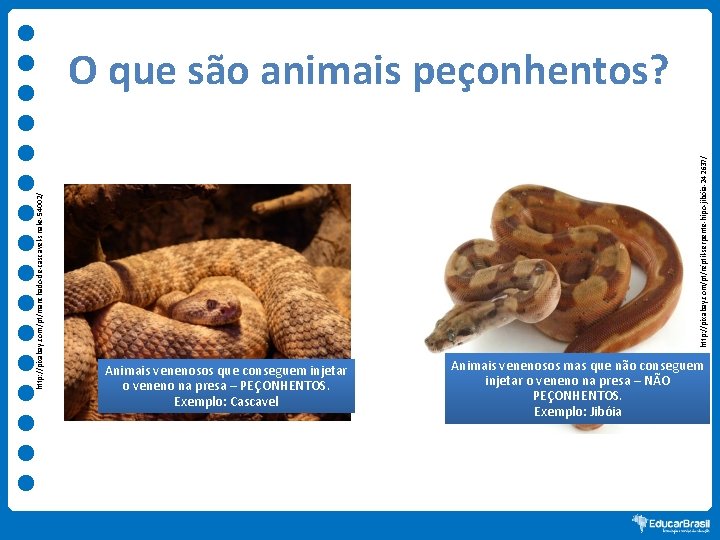 http: //pixabay. com/pt/réptil-serpente-hipo-jibóia-242637/ http: //pixabay. com/pt/manchado-de-cascavel-snake-54002/ O que são animais peçonhentos? Animais venenosos que