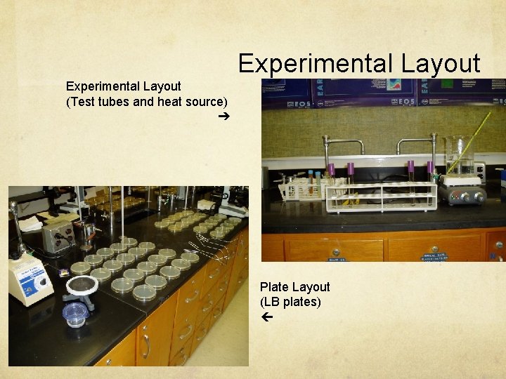 Experimental Layout (Test tubes and heat source) ➔ Plate Layout (LB plates) 