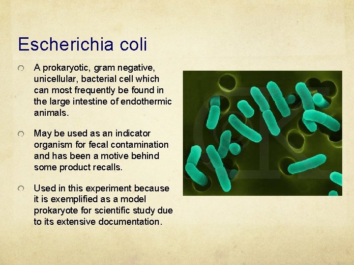 Escherichia coli A prokaryotic, gram negative, unicellular, bacterial cell which can most frequently be