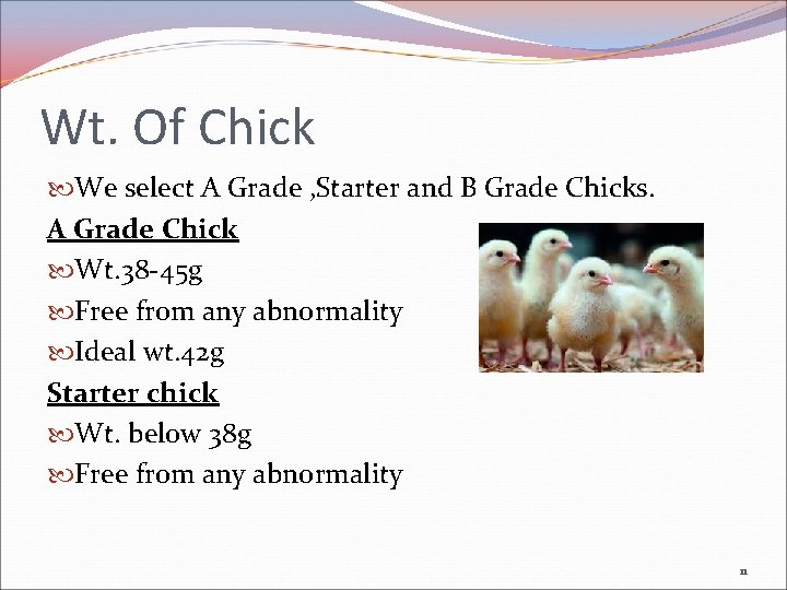 Wt. Of Chick We select A Grade , Starter and B Grade Chicks. A