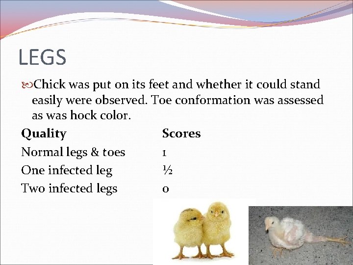 LEGS Chick was put on its feet and whether it could stand easily were