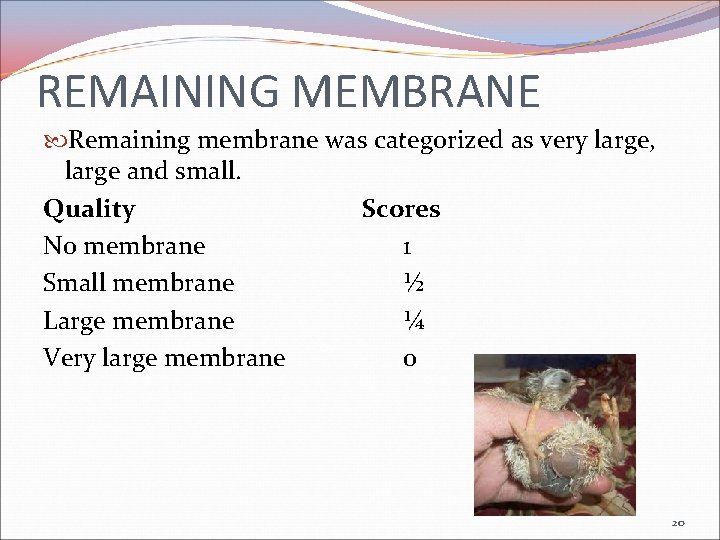 REMAINING MEMBRANE Remaining membrane was categorized as very large, large and small. Quality Scores