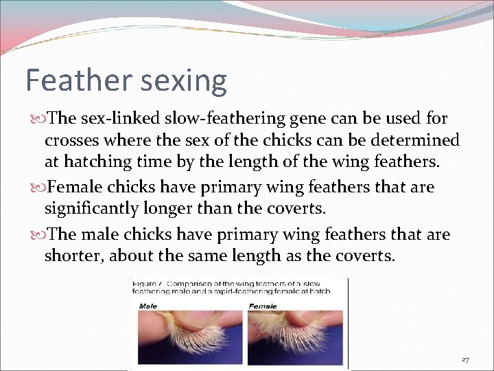 Feather sexing The sex-linked slow-feathering gene can be used for crosses where the sex