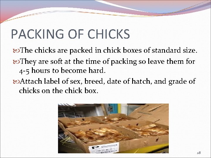 PACKING OF CHICKS The chicks are packed in chick boxes of standard size. They