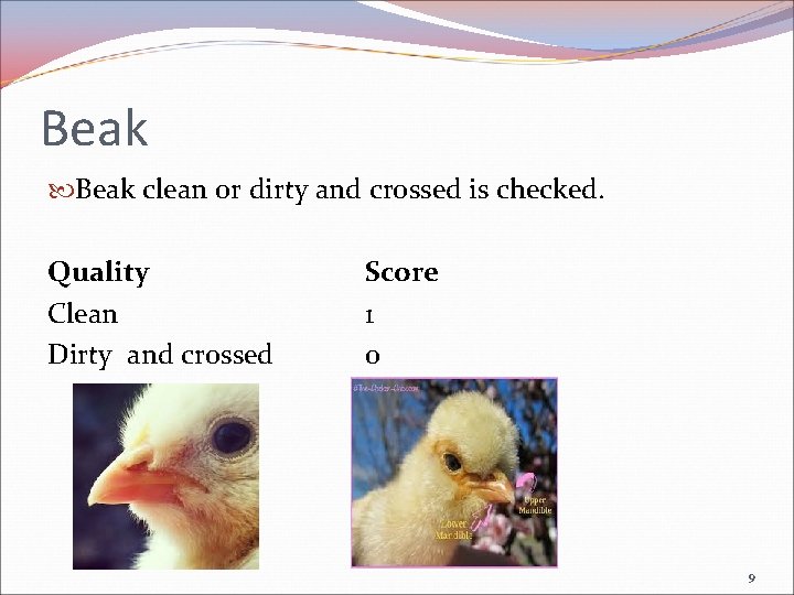 Beak clean or dirty and crossed is checked. Quality Clean Dirty and crossed Score