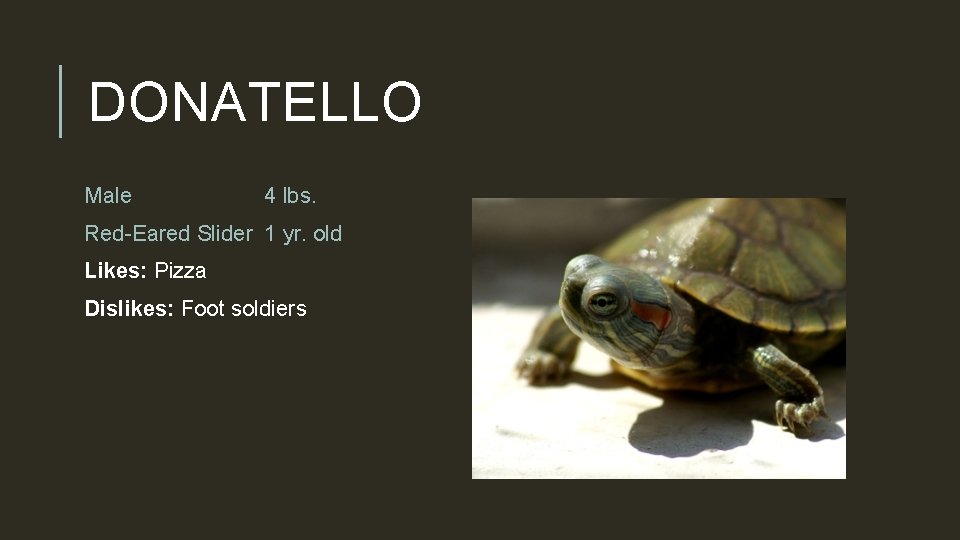 DONATELLO Male 4 lbs. Red-Eared Slider 1 yr. old Likes: Pizza Dislikes: Foot soldiers