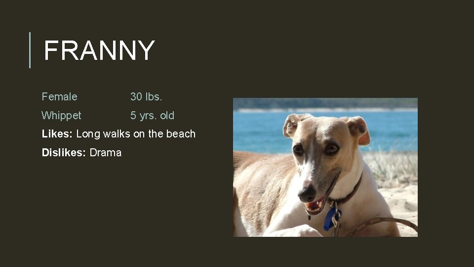 FRANNY Female 30 lbs. Whippet 5 yrs. old Likes: Long walks on the beach