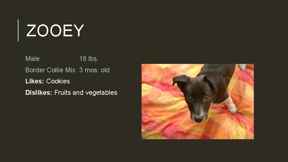 ZOOEY Male 18 lbs. Border Collie Mix 3 mos. old Likes: Cookies Dislikes: Fruits