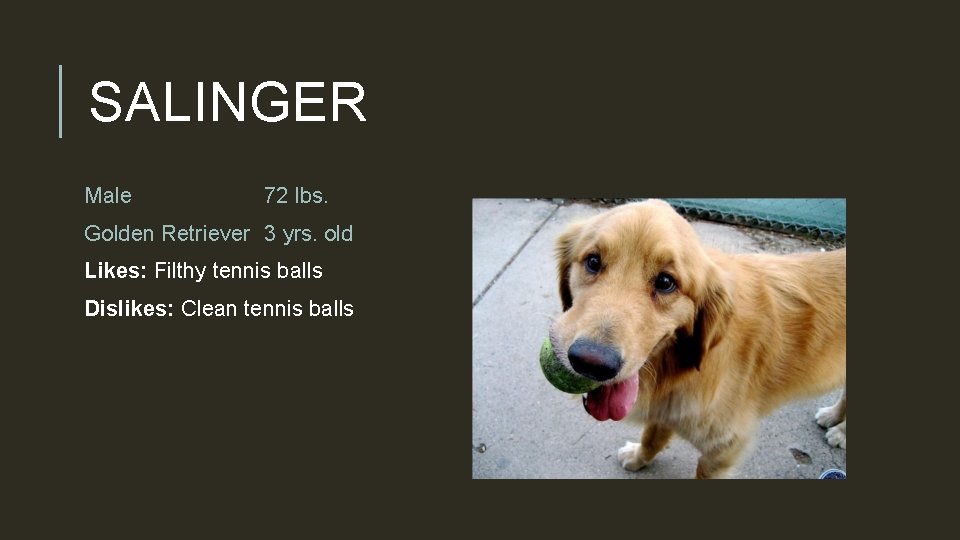 SALINGER Male 72 lbs. Golden Retriever 3 yrs. old Likes: Filthy tennis balls Dislikes: