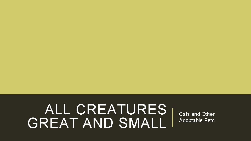ALL CREATURES GREAT AND SMALL Cats and Other Adoptable Pets 