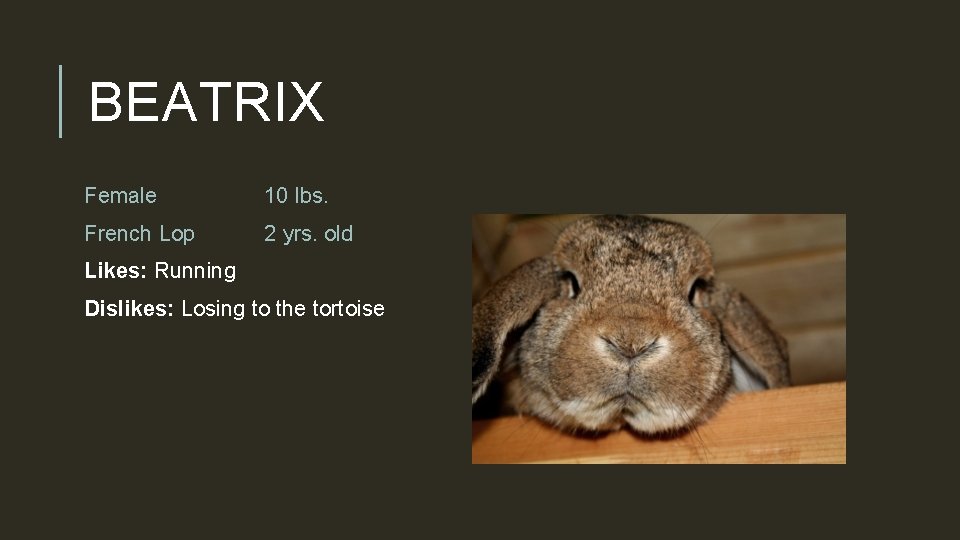 BEATRIX Female 10 lbs. French Lop 2 yrs. old Likes: Running Dislikes: Losing to