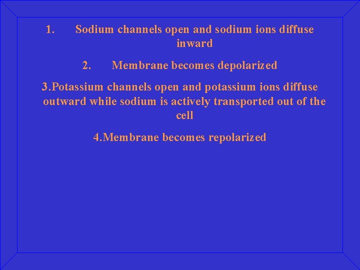1. Sodium channels open and sodium ions diffuse inward 2. Membrane becomes depolarized 3.