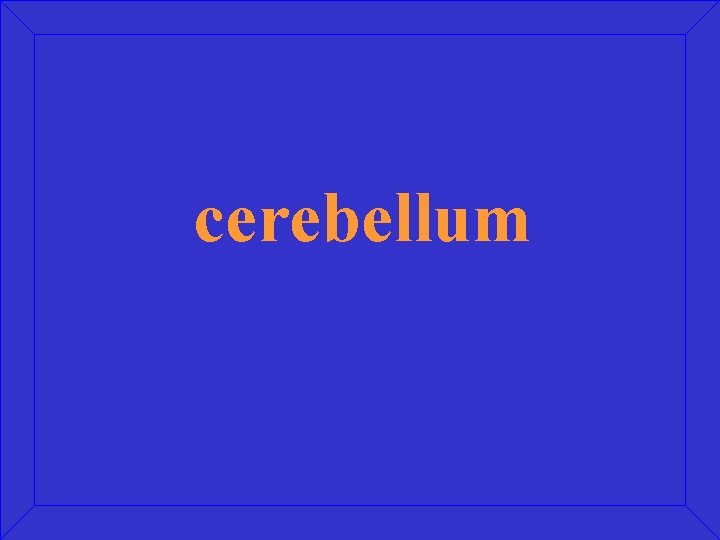 cerebellum 