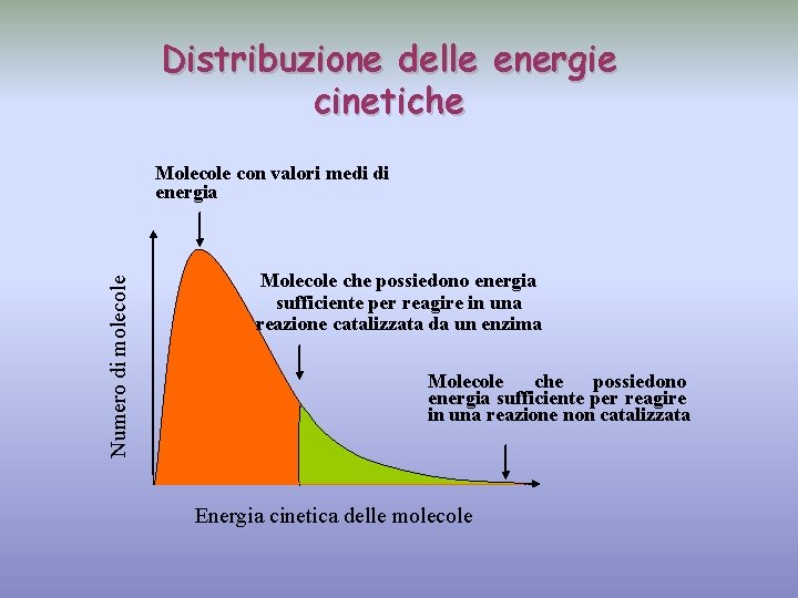 Distribuzione delle energie cinetiche Numero di molecole Molecole con valori medi di energia Molecole
