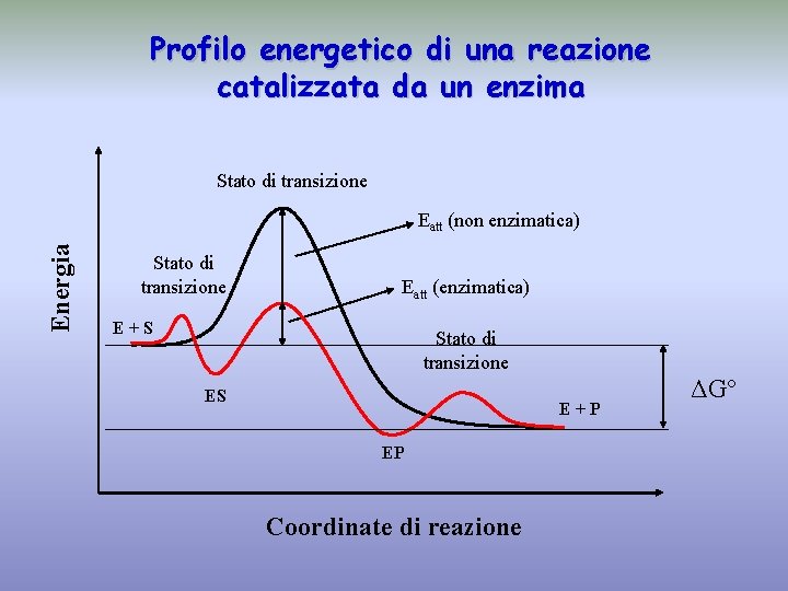 Profilo energetico di una reazione catalizzata da un enzima Stato di transizione Energia Eatt