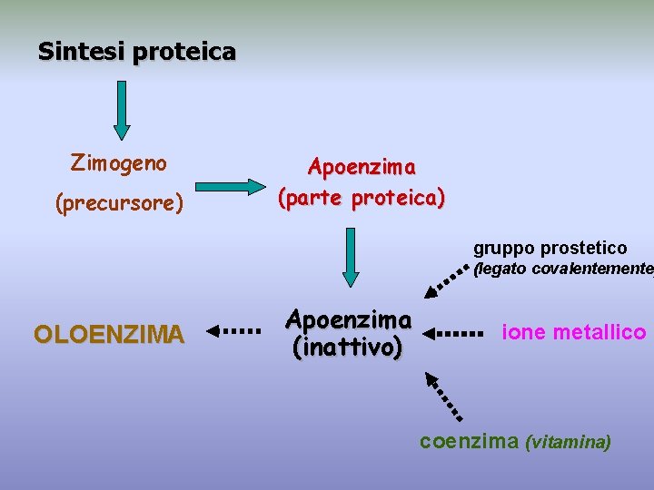 Sintesi proteica Zimogeno (precursore) Apoenzima (parte proteica) gruppo prostetico (legato covalentemente OLOENZIMA Apoenzima (inattivo)