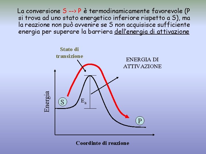 La conversione S --> P è termodinamicamente favorevole (P si trova ad uno stato