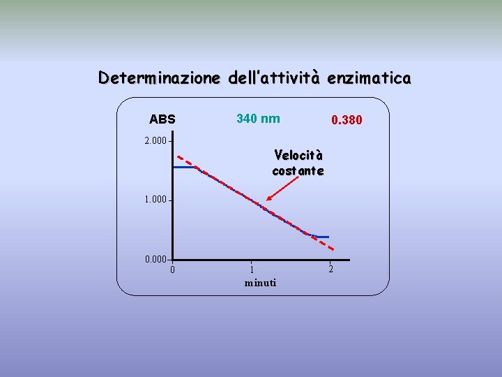 Determinazione dell’attività enzimatica ABS 340 nm 2. 000 1. 000 0. 380 Velocità costante