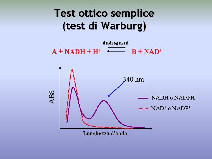 Test ottico semplice (test di Warburg) deidrogenasi A + NADH + H+ B +
