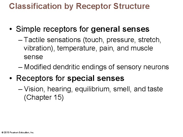 Classification by Receptor Structure • Simple receptors for general senses – Tactile sensations (touch,