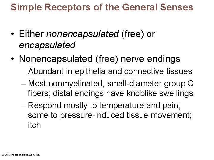 Simple Receptors of the General Senses • Either nonencapsulated (free) or encapsulated • Nonencapsulated