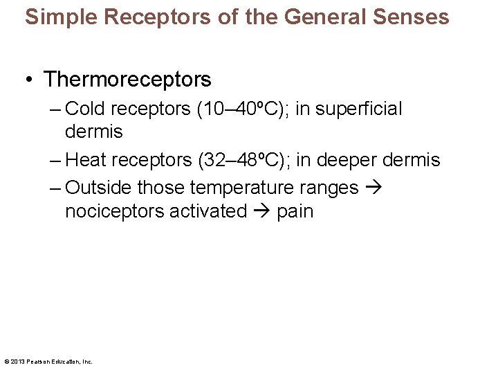 Simple Receptors of the General Senses • Thermoreceptors – Cold receptors (10– 40ºC); in