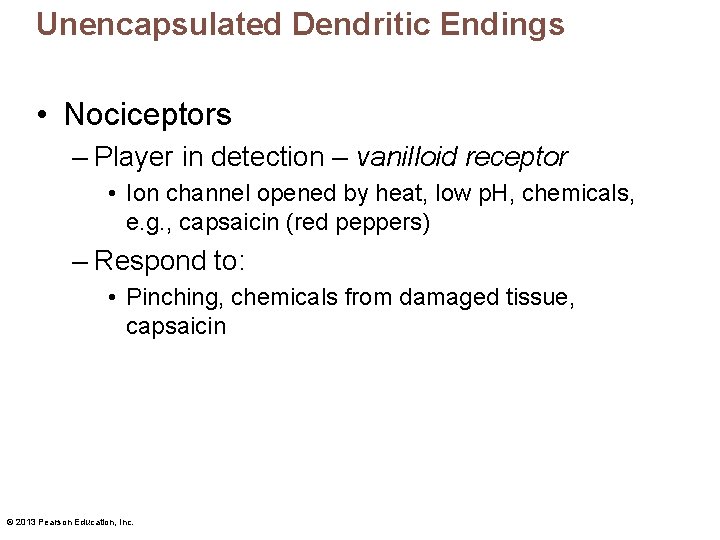 Unencapsulated Dendritic Endings • Nociceptors – Player in detection – vanilloid receptor • Ion
