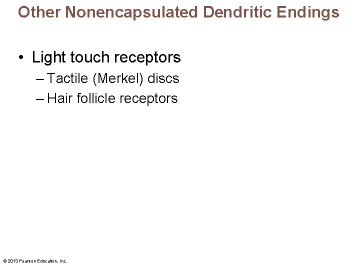 Other Nonencapsulated Dendritic Endings • Light touch receptors – Tactile (Merkel) discs – Hair