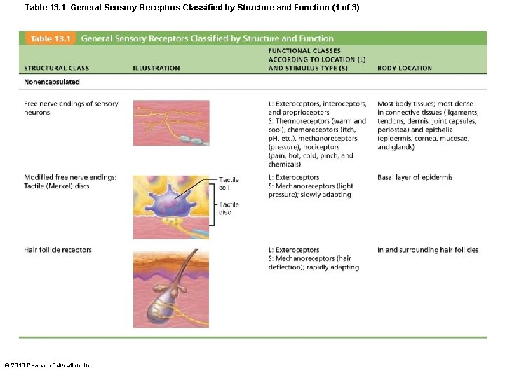 Table 13. 1 General Sensory Receptors Classified by Structure and Function (1 of 3)