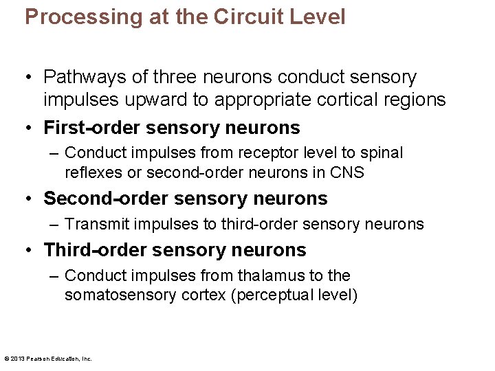 Processing at the Circuit Level • Pathways of three neurons conduct sensory impulses upward