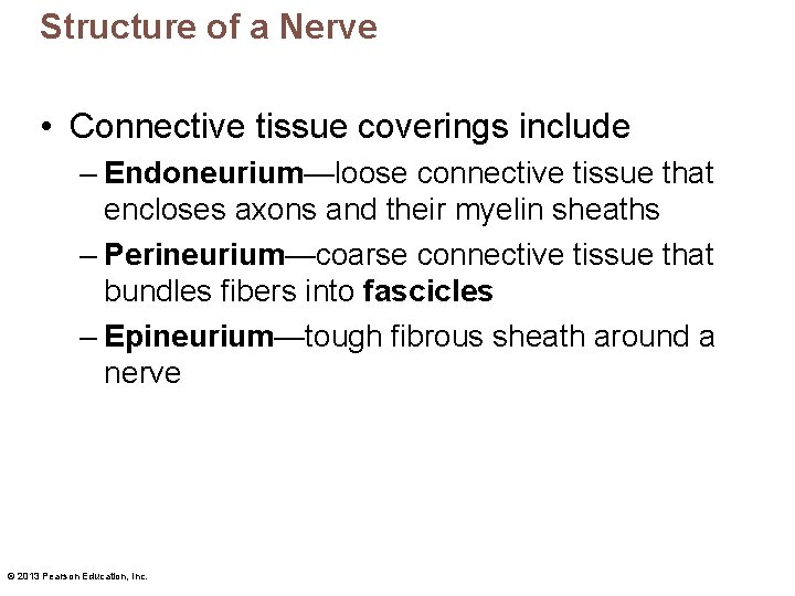 Structure of a Nerve • Connective tissue coverings include – Endoneurium—loose connective tissue that