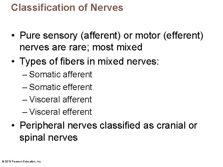 Classification of Nerves • Pure sensory (afferent) or motor (efferent) nerves are rare; most