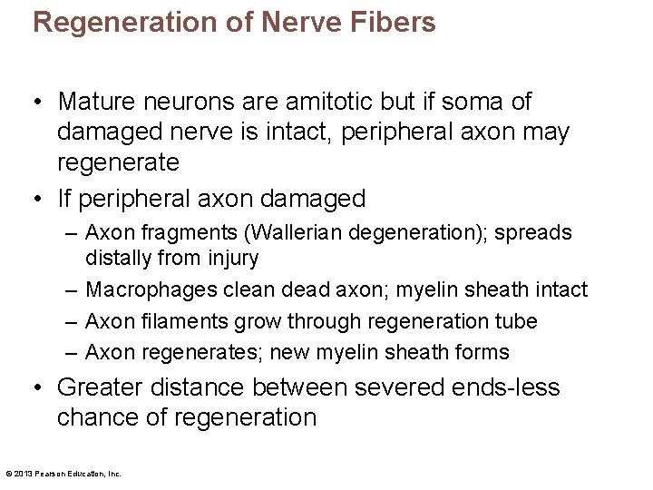 Regeneration of Nerve Fibers • Mature neurons are amitotic but if soma of damaged